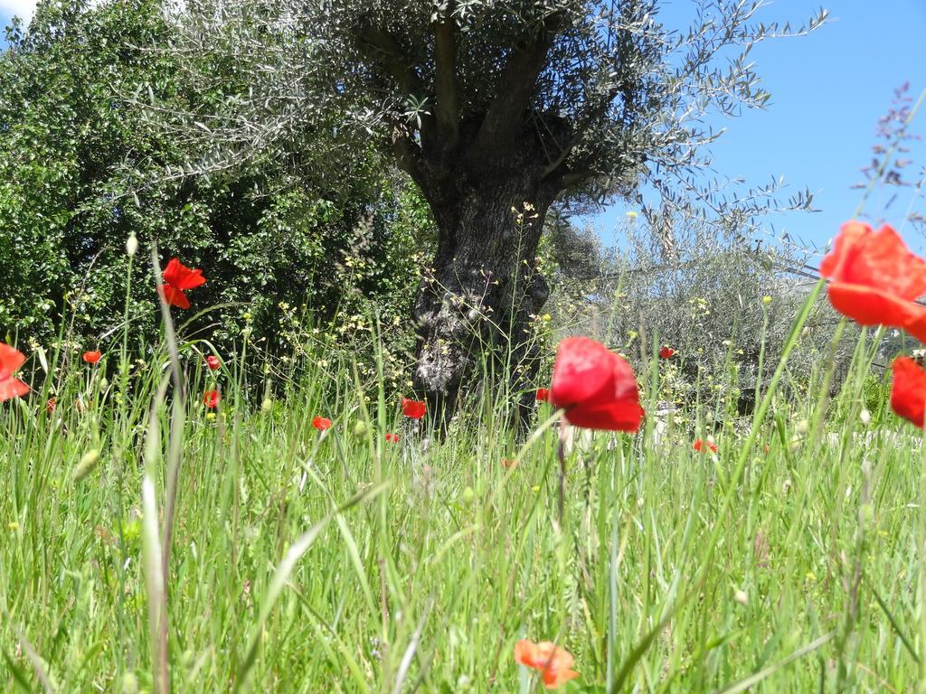 Bed and Breakfast Les 4 Elements Tourrettes-sur-Loup Zewnętrze zdjęcie